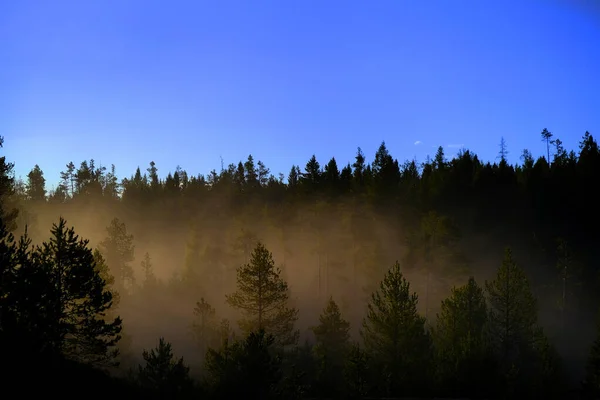 Zonnestralen Zonnestralen Stromen Door Dennenbomen Het Bos Met Mistige Mist — Stockfoto