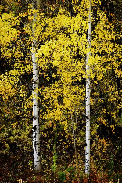 Осінні Осикові Дерева Падають Кольори Золотистого Листя Білої Стовбурової Кори — стокове фото