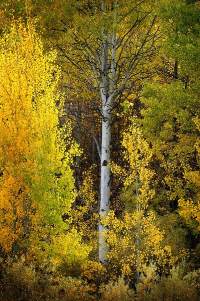 Automne Trembles Couleurs Automne Feuilles Dorées Écorce Tronc Blanc — Photo