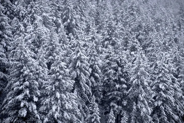 冬季松树林覆盖着新鲜的雪原野性 — 图库照片