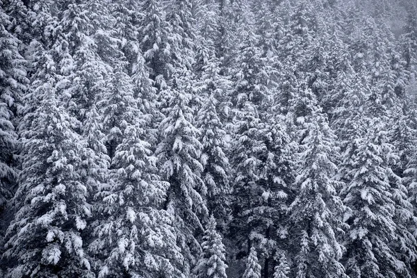 Forêt Pins Hiver Couverte Neige Fraîche Nature Sauvage — Photo