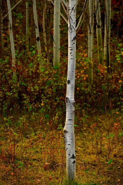 Aspen Stromy Podzim Podzimními Barvami Svěží Lesní Bříza Červené Javory — Stock fotografie