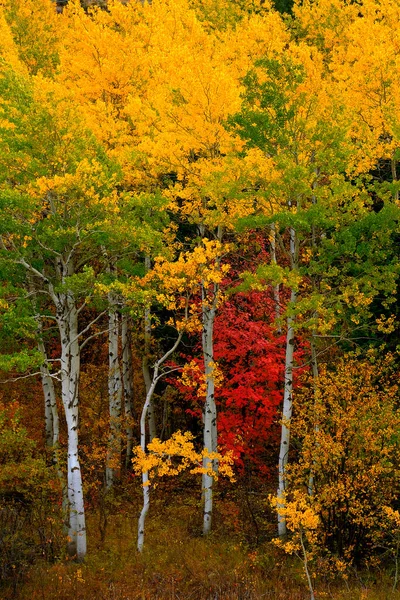 Aspen Árvores Outono Com Cores Outono Exuberante Floresta Bétula Maçãs — Fotografia de Stock