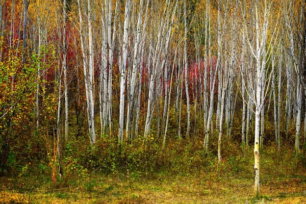 Aspen Stromy Podzim Podzimními Barvami Svěží Lesní Bříza Červené Javory — Stock fotografie