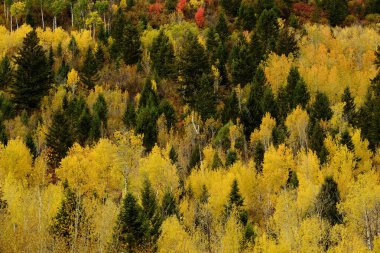 Aspen ağacı ve çam ağaçları ormanları vahşi dağları ormanlaştırır.