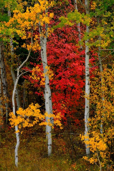 Аспен Дерева Восени Осінніми Кольорами Пишні Лісові Берези Червоні Клени — стокове фото