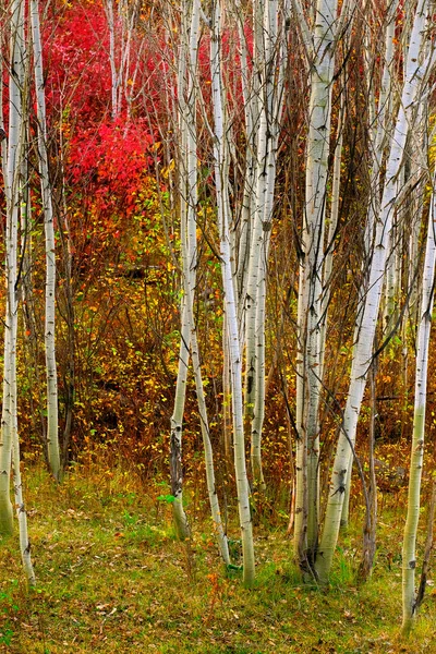 Аспен Дерева Восени Осінніми Кольорами Пишні Лісові Берези Червоні Клени — стокове фото