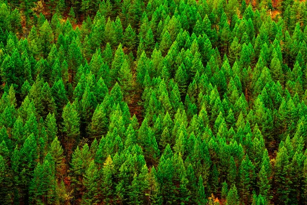 Grüner Üppiger Kiefernwald Den Bergen Der Wildnis — Stockfoto