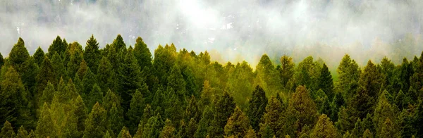 Wald Den Bergen Mit Nebligen Sturmkiefern — Stockfoto