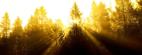 Sonnenstrahlen Sonnenstrahlen Strömen Durch Kiefern Wald Mit Nebligem Nebel Morgenwärme — Stockfoto