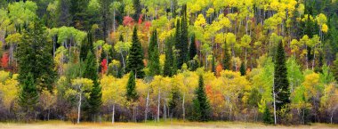 Aspen ağacı ve çam ağaçları ormanları vahşi dağları ormanlaştırır.