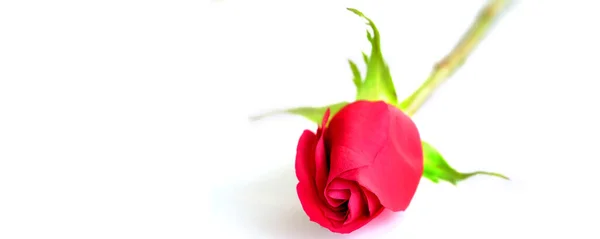 Singola Rosa Rossa Romantica Sfondo Bianco Petali Velluto Regalo — Foto Stock