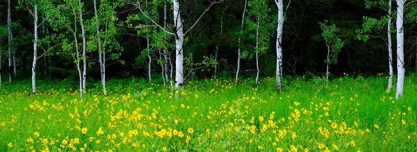 Çayırdaki Aspen Ağaçları Sarı Ayçiçekleri Yemyeşil Büyür — Stok fotoğraf