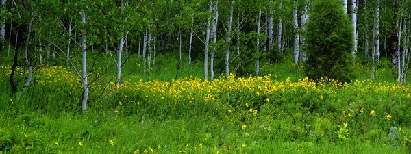 Háj Aspenu Louce Žlutými Slunečnicemi Bujný Zelený Porost — Stock fotografie