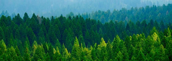 Bosque Tormentoso Las Montañas Pinos Las Nubes Tiempo Brumoso —  Fotos de Stock