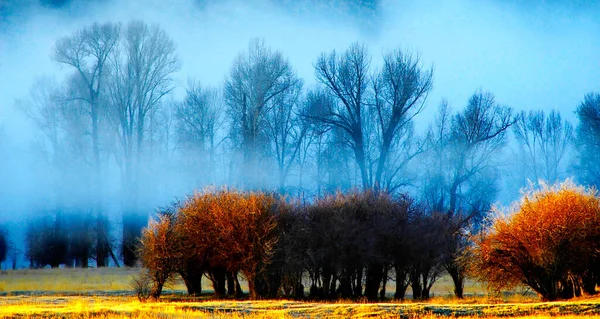 Nevoeiro Com Árvores Arbustos Montanhas Fundo — Fotografia de Stock