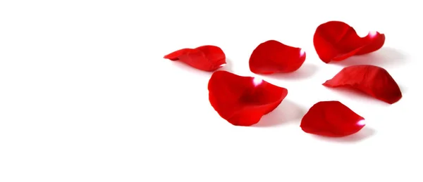 Several Red Rose Petals Isolated White Background — Stock Photo, Image