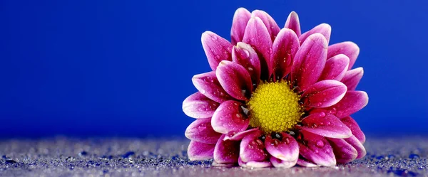 Frische Lila Blume Mit Tautropfen Auf Blauem Hintergrund — Stockfoto