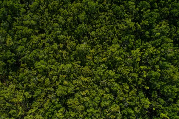 Légi Drone Képe Egy Erdőben Vagy Erdőben — Stock Fotó