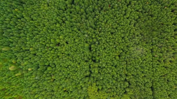 Descenso Aéreo Sobre Árboles Verdes Del Bosque — Vídeos de Stock