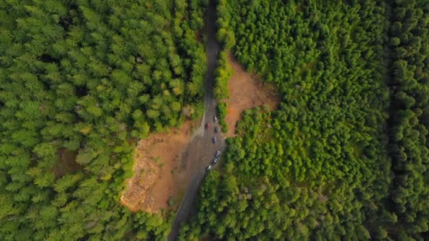 Mirador Del Bosque Escénico Con Árboles — Vídeo de stock