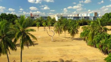 Ölmek üzere olan ağaç hava video