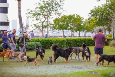 Miami Beach, Fl, Amerika Birleşik Devletleri - 22 Ocak 2019: İnsanlar ve pets Miami Beach park köpek