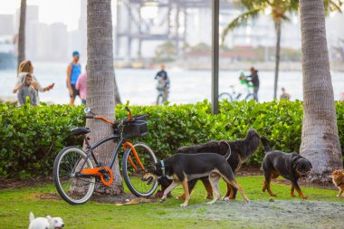 Bir bisiklet park koklama köpekler