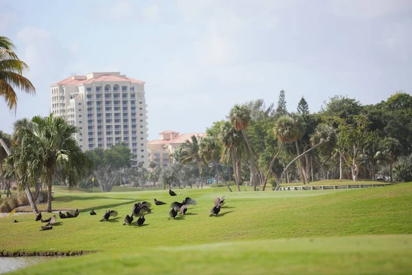 土耳其秃鹰干燥羽毛翼在高尔夫球场 — 图库照片