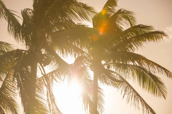 Tropikal Miami Beach Palm Ağaçlar Günbatımı Arka Lens Flare — Stok fotoğraf