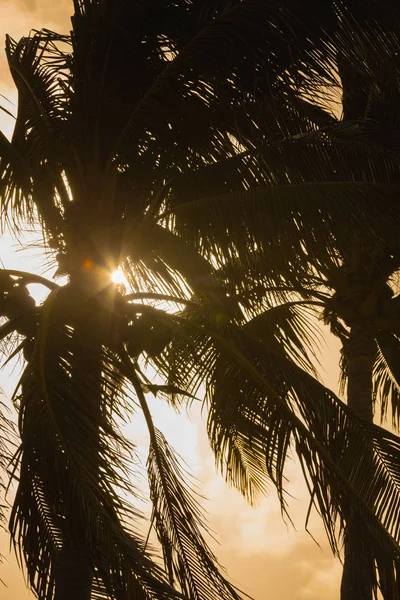 股票形象热带棕榈树 — 图库照片