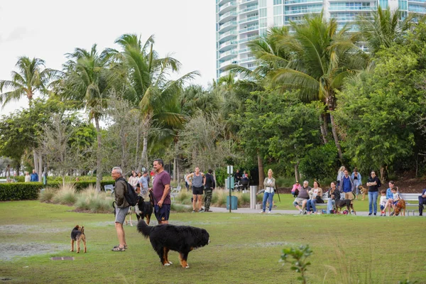 Miami Beach Güney Pointe Park kapalı tasma köpeklerle ve insan sahipleri