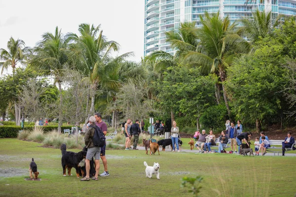 オフリーシュ犬サウス ポワント パーク マイアミ ビーチ — ストック写真