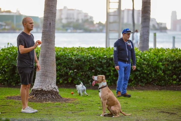 マイアミビーチ フロリダ州 アメリカ合衆国 2019 犬がマイアミ ビーチの公園で遊んで — ストック写真