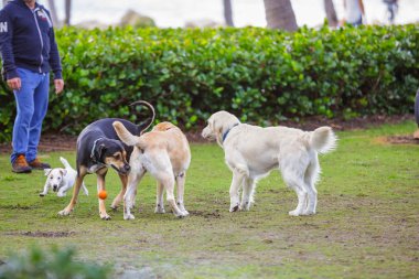 South Pointe Park Miami Beach köpek parkı
