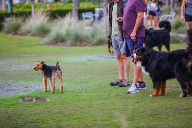 Miami Beach Güney Pointe Park köpeklerde fotoğraf stok