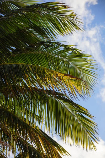 Miami Tropikal Palmiye Ağaçları — Stok fotoğraf