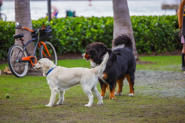 サウス ポワント パーク マイアミ ビーチ犬の公園 — ストック写真
