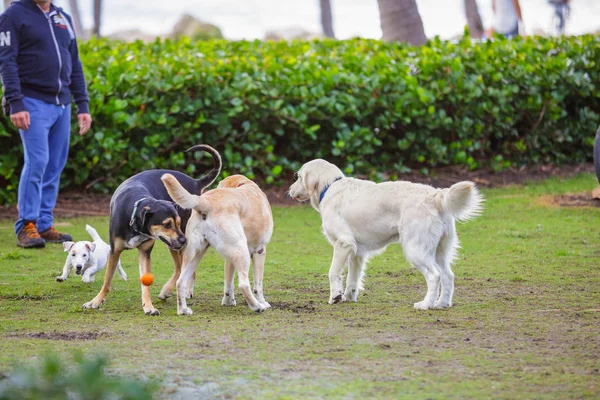 Psí Park South Pointe Park Miami Beach — Stock fotografie