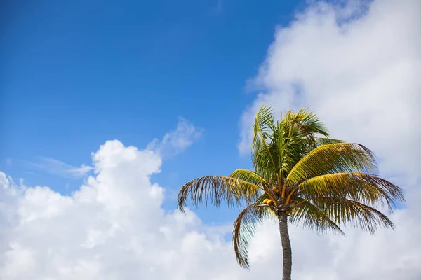 Yaz Palmiye Ağacı Üzerinde Mavi Gökyüzü Miami — Stok fotoğraf