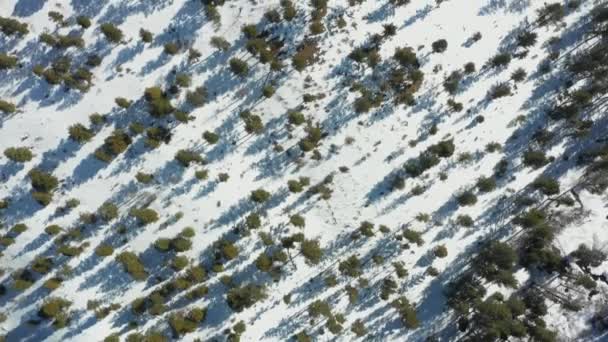 Antenn Snö Ett Berg Med Träd — Stockvideo