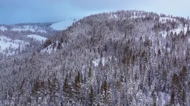 Stock Vídeo Floresta Inverno Coberta Neve — Vídeo de Stock