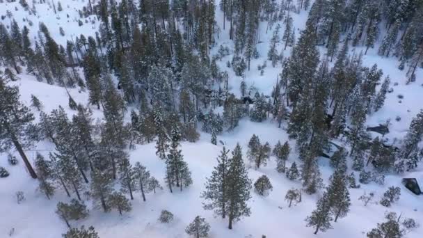 Zima Lesie Zdjęcia Dronów Lotniczych — Wideo stockowe