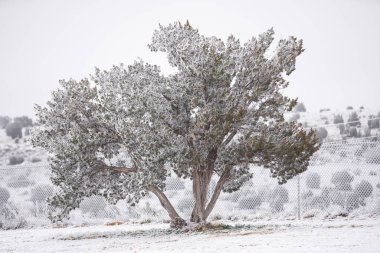 Kış manzarası New Mexico karla kaplı ağaç