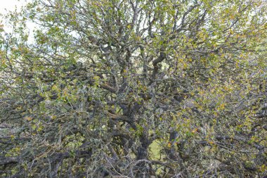 Ağaç arka plan sığ odak derinliği