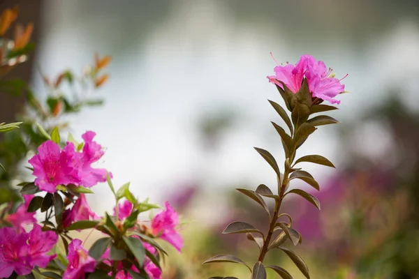 Bunga merah muda di taman — Stok Foto