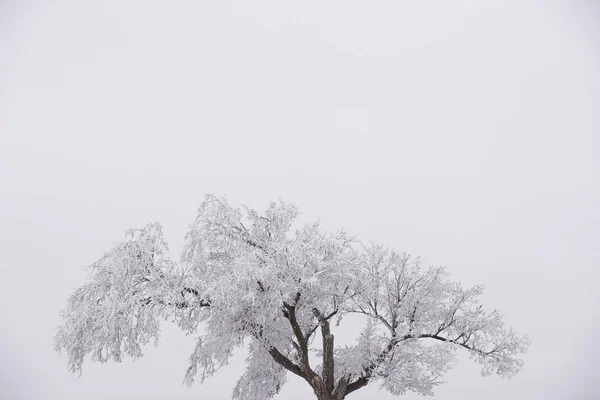 Winterboom bedekt met sneeuw witte achtergrond — Stockfoto