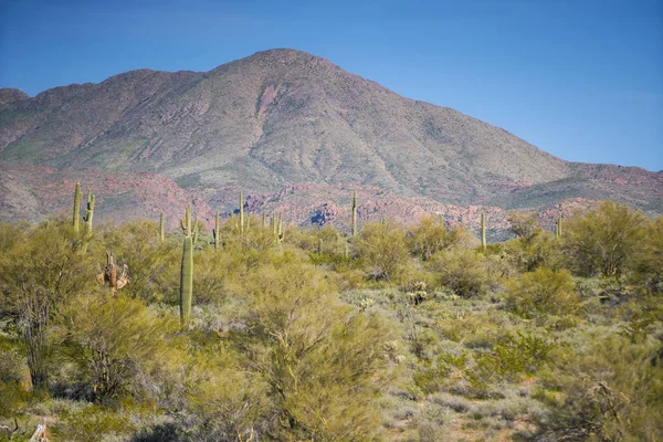 Desert Mountain en cactus — Stockfoto