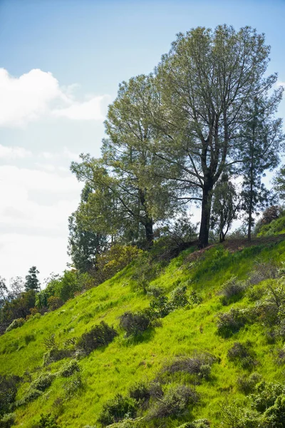 California escena de la naturaleza verdes montañas y árboles — Foto de Stock