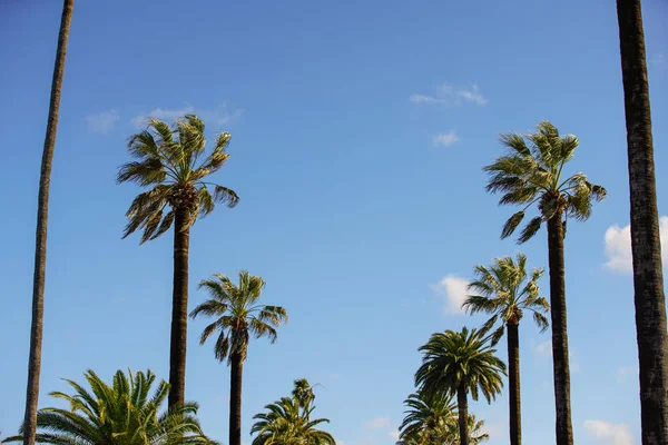 Beverly Hills Palmiye Ağaçları — Stok fotoğraf